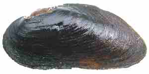 External shell of Eastern pearlshell