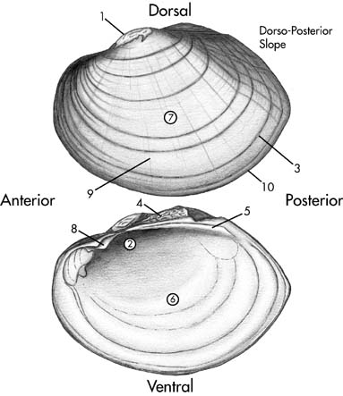 Illustration of morphological characteristics of mussel shells.