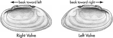 Illustration of determining right vs. left valves of a shell.