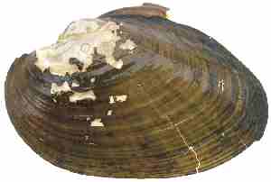 External shell of the Triangle Floater