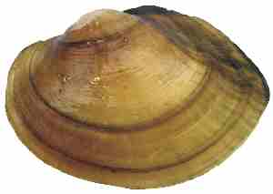 External shell of Tidewater Mucket