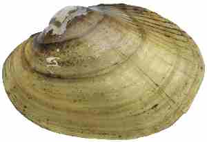External shell of Yellow Lampmussel