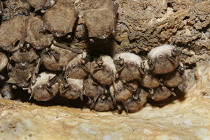 Little brown bats in Roxbury Mine