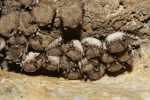 Little brown bats