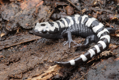 Marbled Salamander