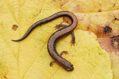 Northern Redback Salamander