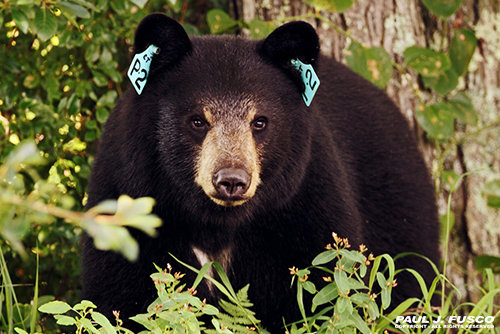 black bear teddy