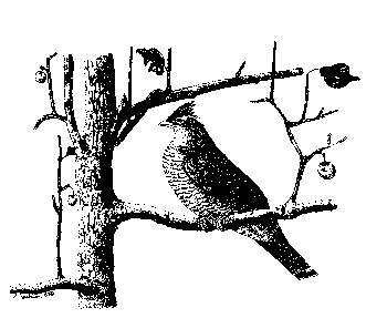 Illustration of ruffed grouse in apple tree.