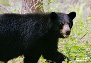 Black Bear - CT.gov