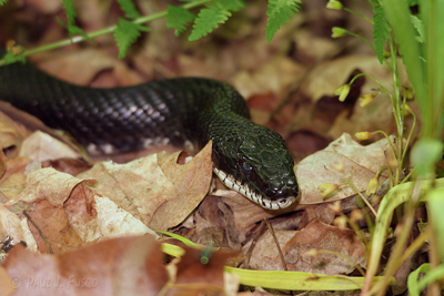 New snake species discovered in another snake's belly