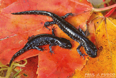 Why is the Blue-Spotted Salamander Endangered 