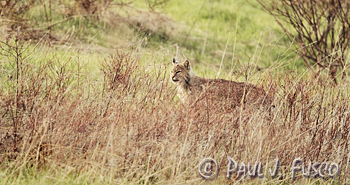 Bobcat