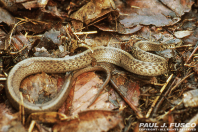 Serpiente marrón del norte