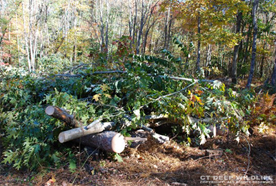 image of brush pile