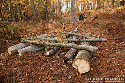 Create a log pile for wildlife