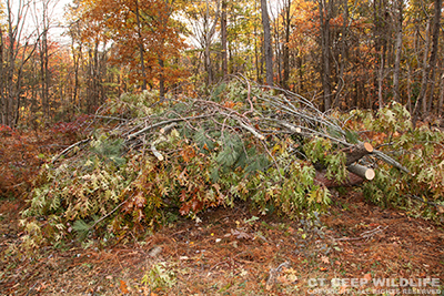 image of brush pile with fourth layer