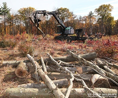 brush pile construction using mechanized forestry equipment