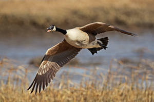 Canada goose flying