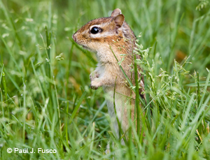 Eastern Chipmunk