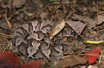 Snakes of Connecticut