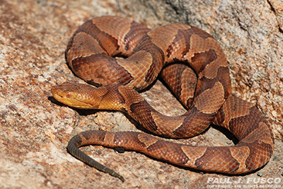 Northern copperhead
