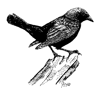 Cowbird Illustration