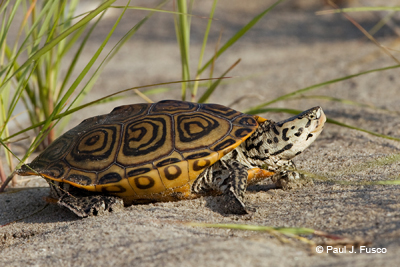 Northern Diamondback Terrapin