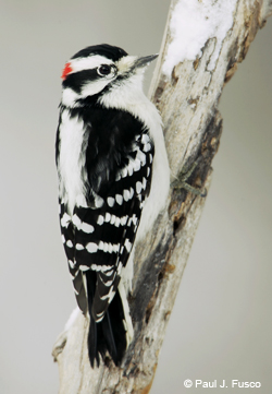 Downy Woodpecker