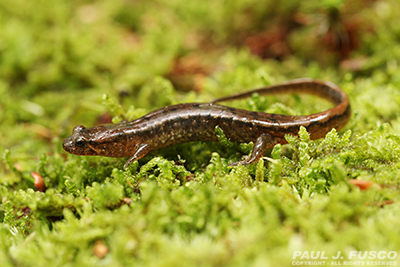 Dusky Salamander