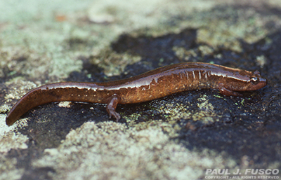 dusky salamander