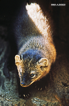 Fisher, Diet, Habitat, & Facts