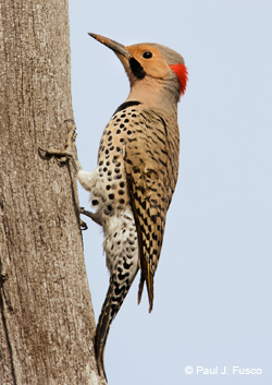 Northern Flicker