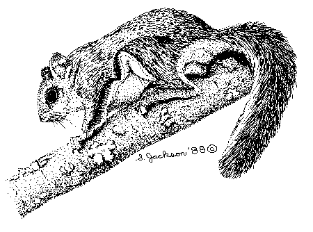 Flying Squirrel Illustration