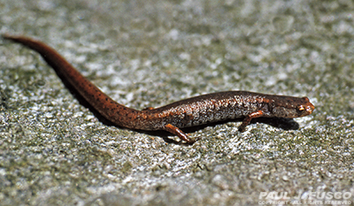 Four-toed Salamander