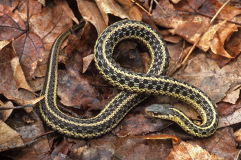 A Grass Snake Plays Dead on a Cold Autumn Day