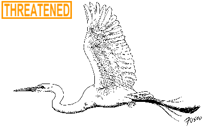 Great Egret Illustration