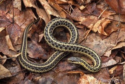 brown baby snake identification