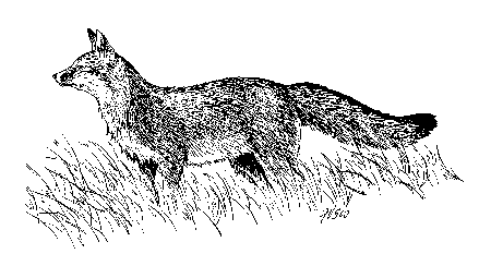 red fox illustration black and white