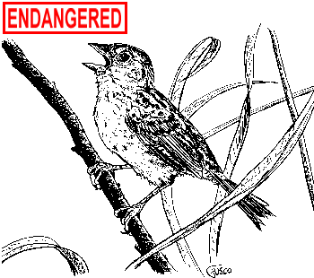 Grasshopper Sparrow Illustration