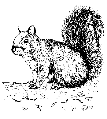 Gray Squirrel Illustration