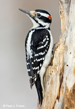 Hairy Woodpecker