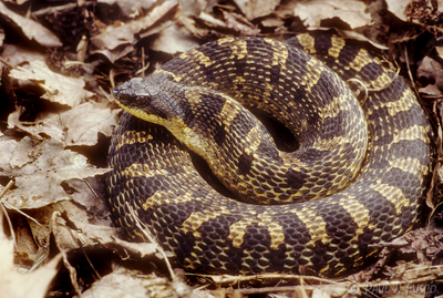 Eastern Hog-nosed Snake