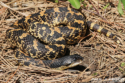 Learn about eastern hog-nosed snakes