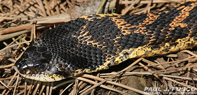 eastern hog-nosed snake