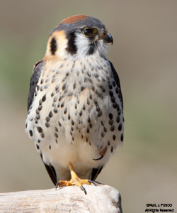 American Kestrel