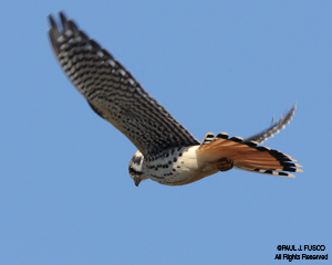 American kestrel soaring