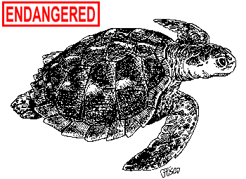 Kemp's Ridley Sea Turtle Illustration