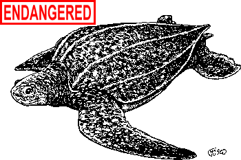 LLeatherback Sea Turtle Illustration