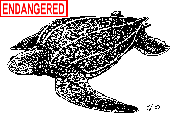 leatherback sea turtle mouth