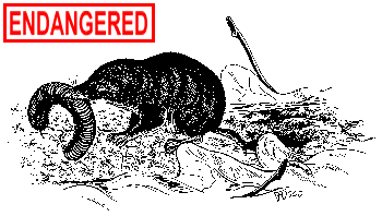 Least Shrew Illustration